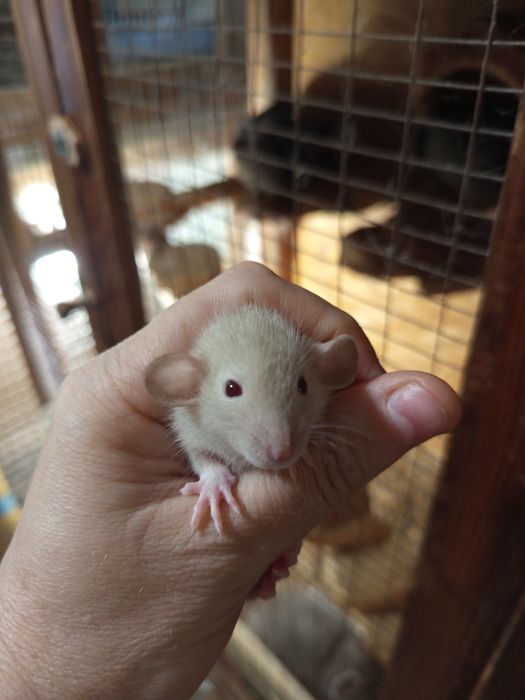 Маленькие крысята сиамские Дамбо