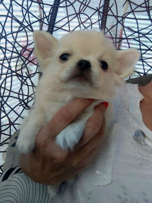 Chihuahua malutka laleczka suczka ZKWP FCI