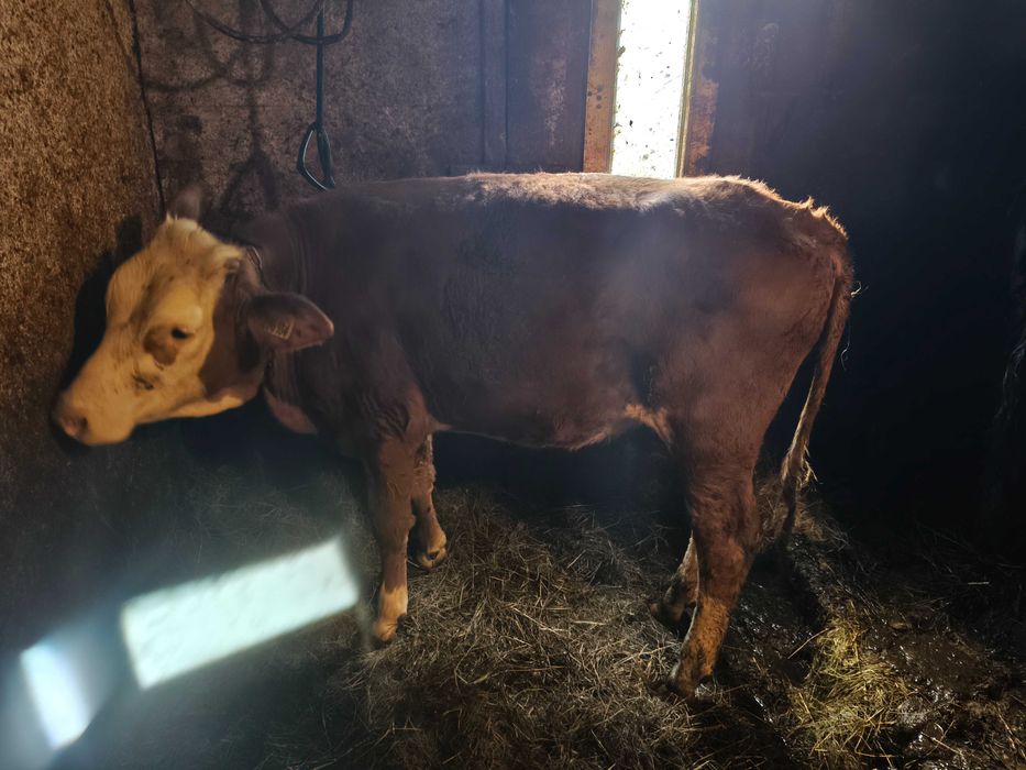 Byczek i jalowka Odsadki  samodzielne