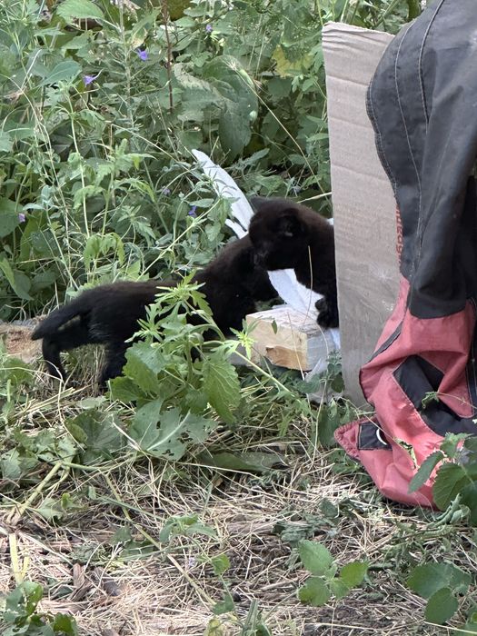 Заберіть кошеня до родини БЕЗКОШТОВНО