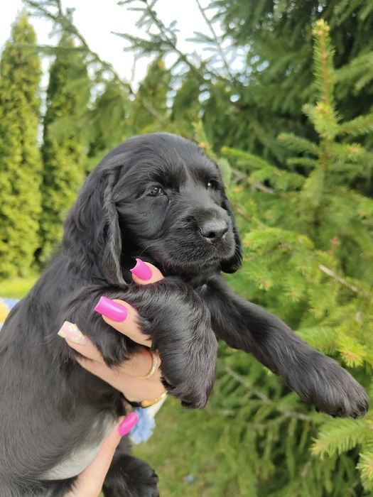 Śliczna suczka rasy Cocker spaniel angielski