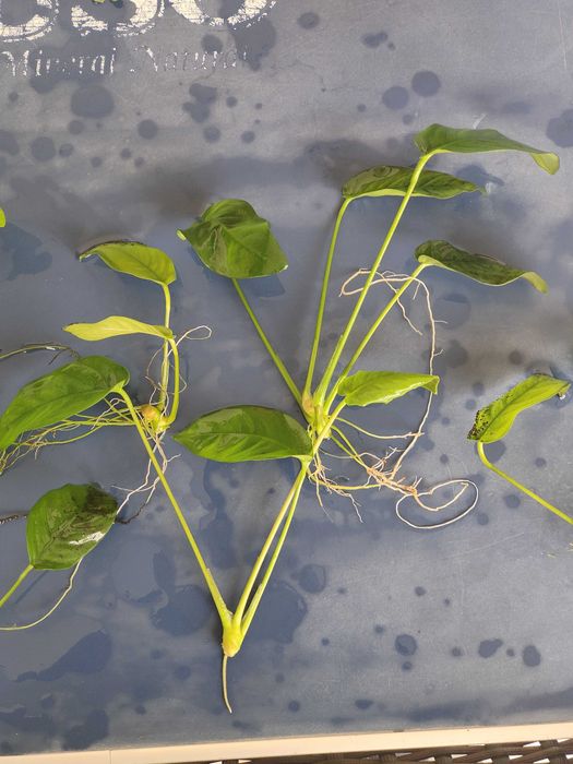 Plantas de Aquário | Anúbias Barteri var. Nana