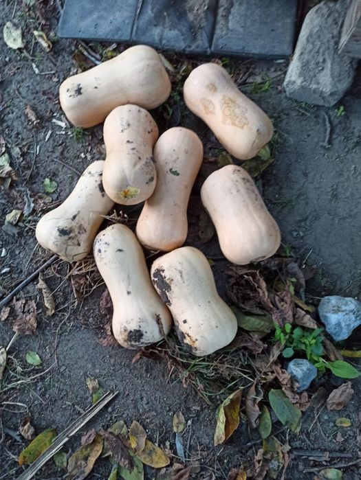 Dynia Piżmowa ekologivzna natura 2000