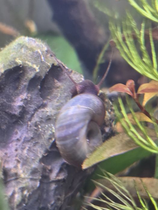 Planorbis azuis raros para aquário