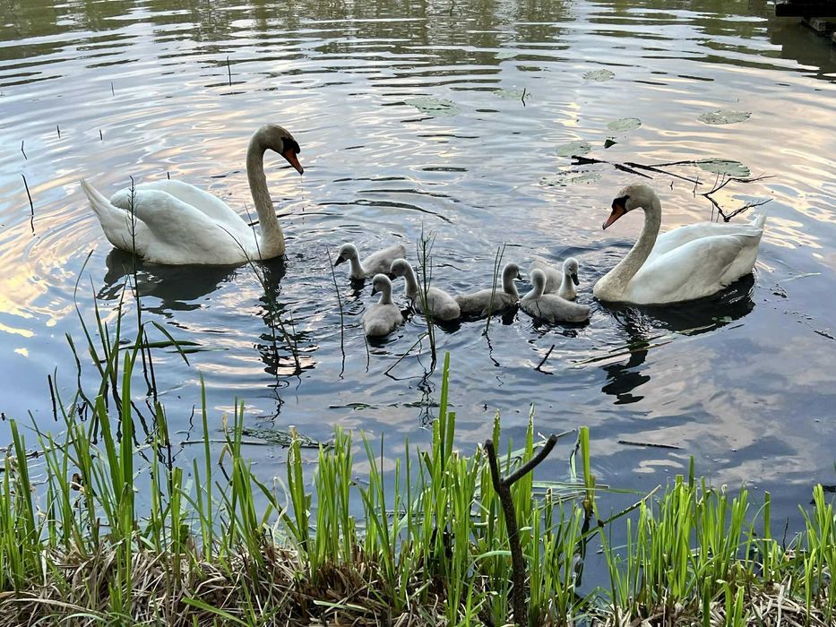 Działka nad Bugiem z własnym dostępem do wody – cisza i natura