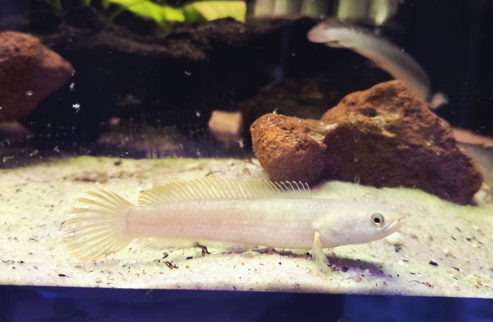 Channa limbata (Wężogłów)