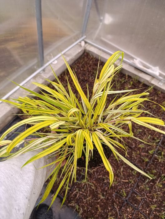 Hakonechloa aureola duże sadzonki