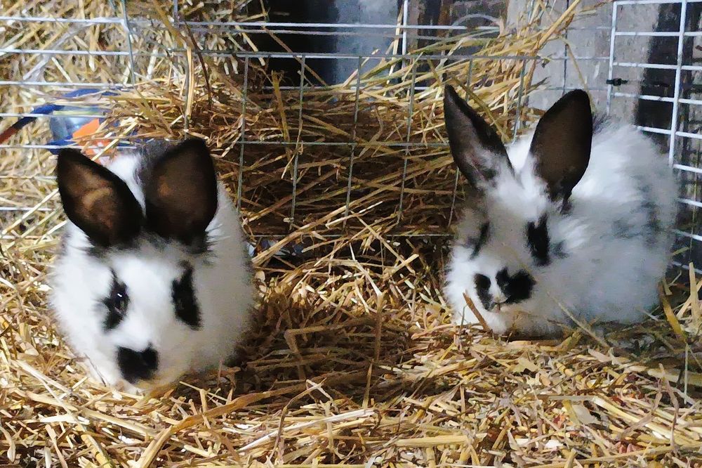 Królik króliczki miniaturki młode samczycz samiec samica samiczka