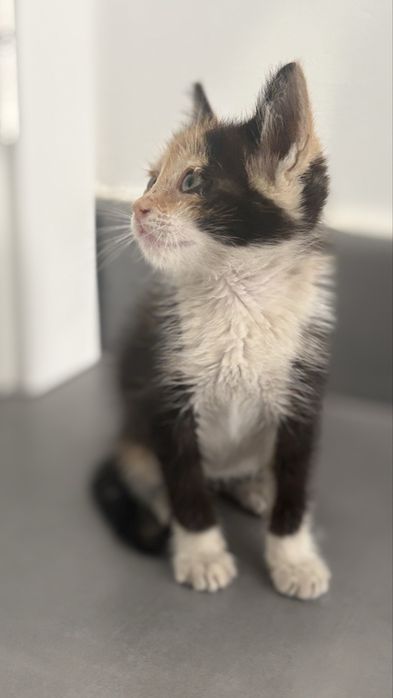 Gatinha para adopção (Contribuicão 30€ para despesas)