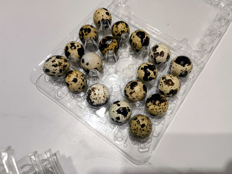 Jaja przepiórcze spożywcze świeże