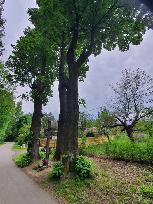 Drewno z lipy (sprzedam 3 duże drzewa lipy)