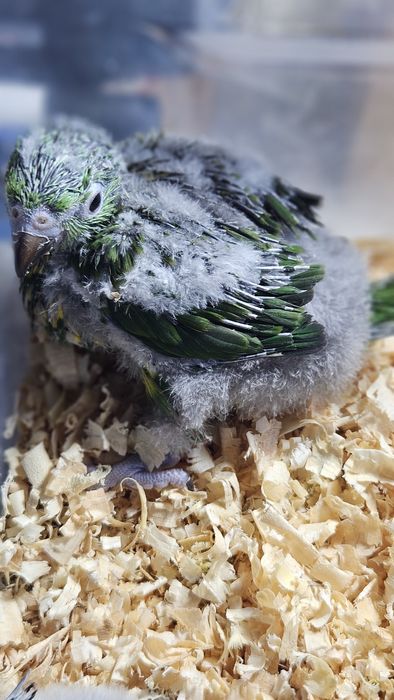 Loris Molucanos  para acabar de criar a mão