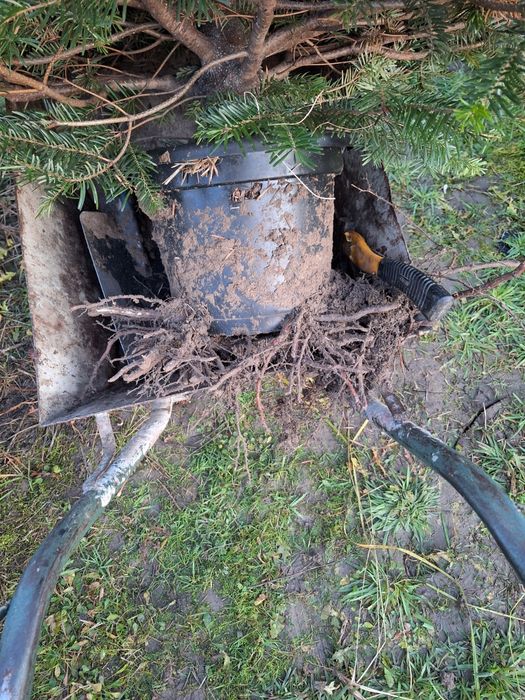 Jodła kaukaska w donicy