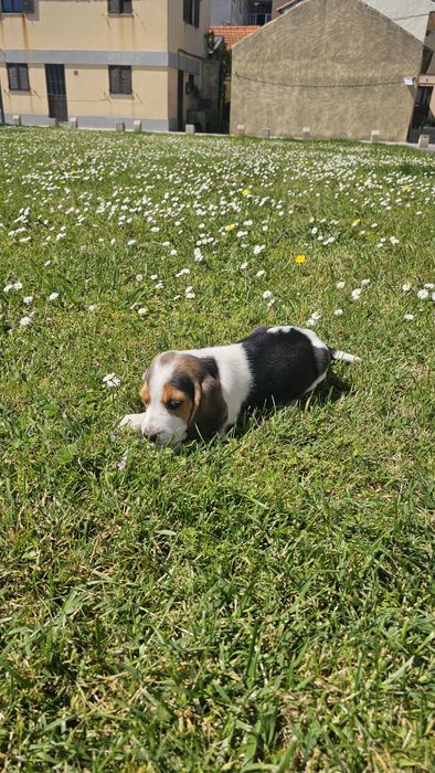 Beagle tricolor macho