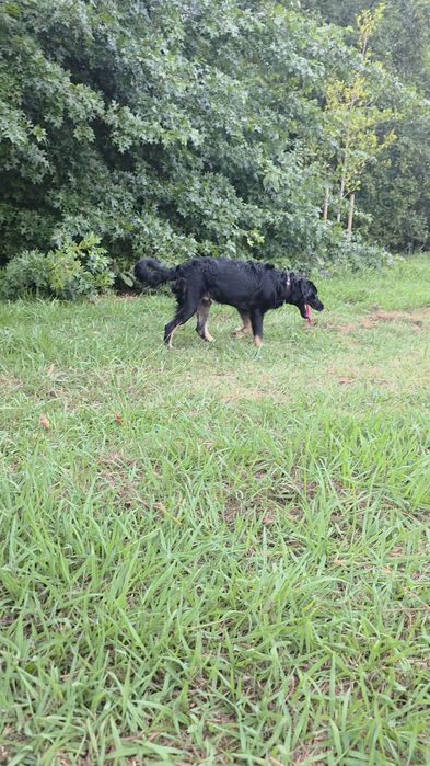 Preciso de um lar para esse companheiro