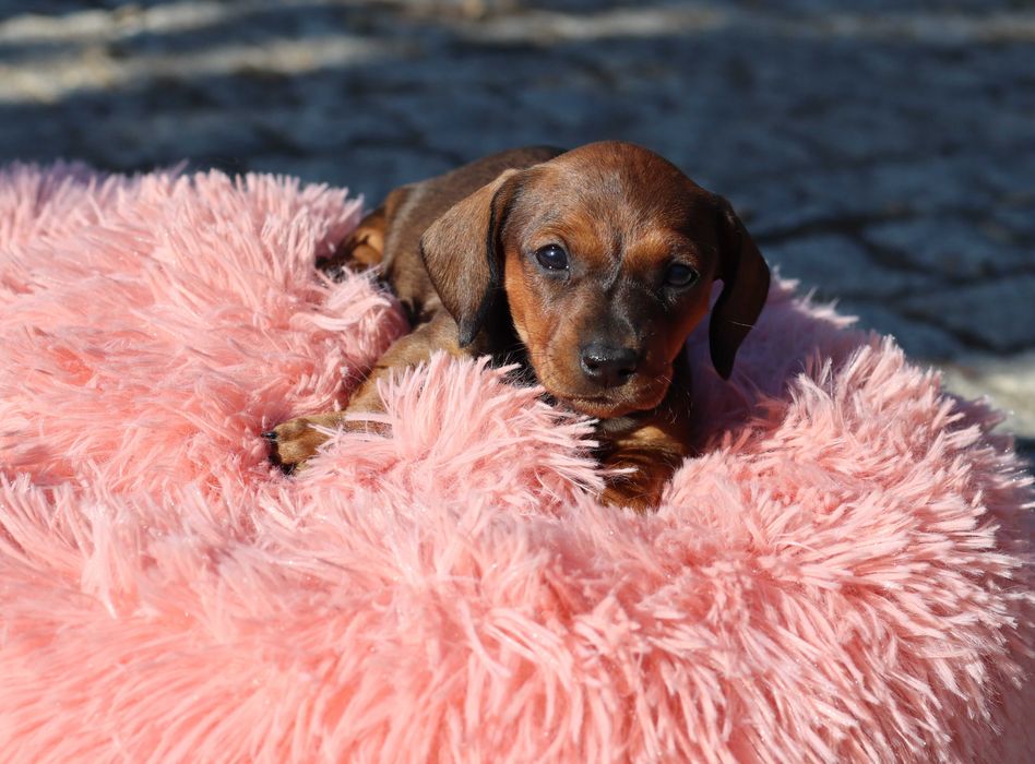 Teckel miniatura fêmea