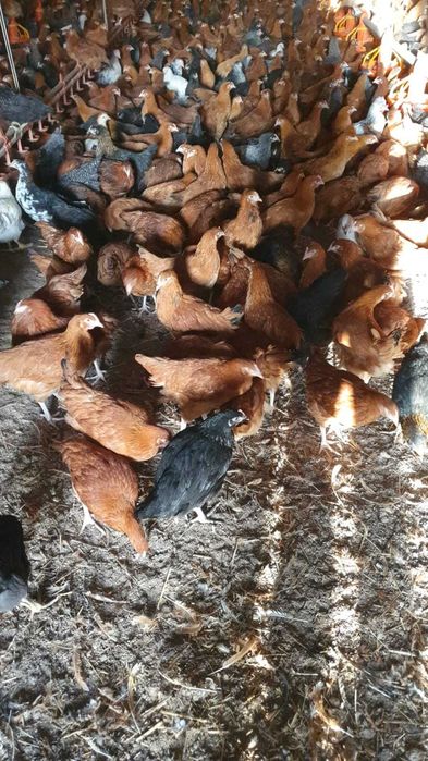 Kurczęta, Kury nioski, kurczęta od 12 do 20 tyg