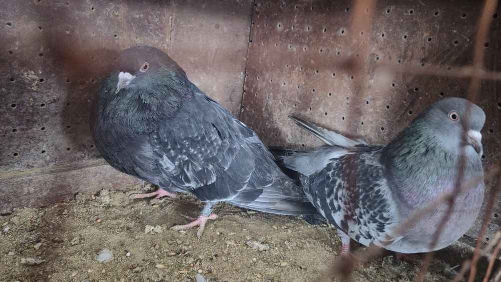 Gołębie orliki mikołajewskie