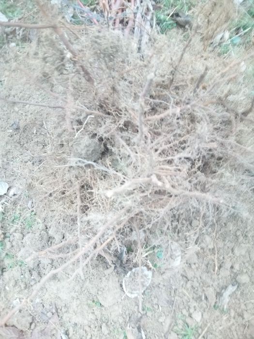 Sadzonka maliny jesiennej Maravilla