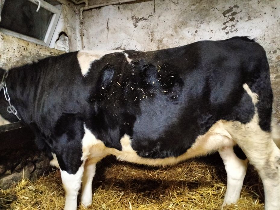 Jałówka wysokcielna