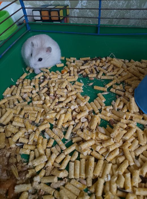 Джунгарский хомяк