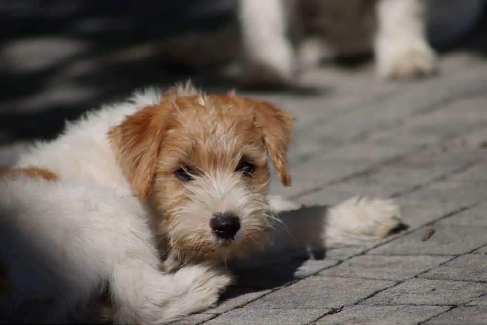 Jack Russell Terrier