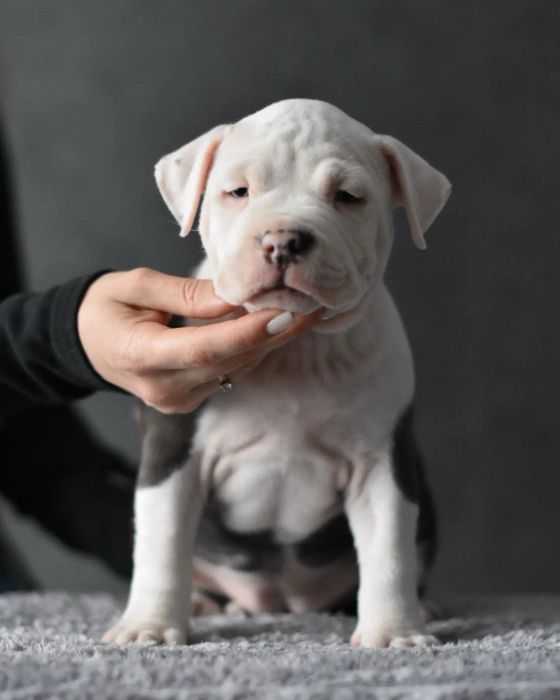 Дівчинка стафф блакитного кольору. Дуже вихована та грайлива)