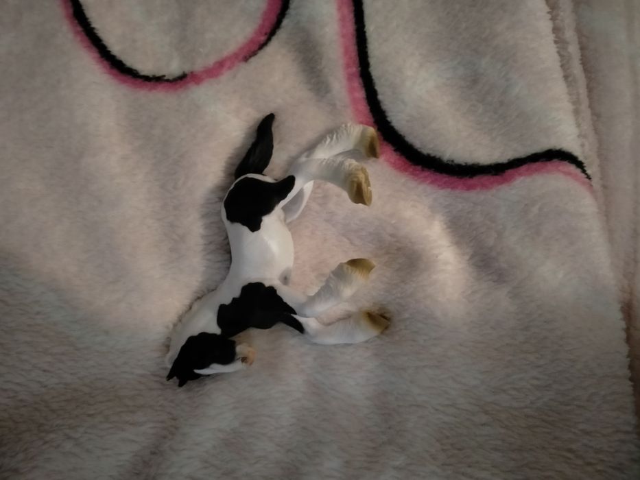 Źrebak marki schleich