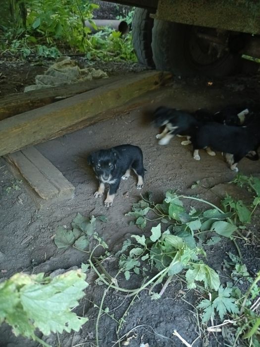 Віддам безкоштовно