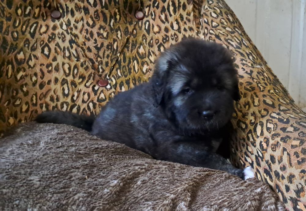 Цуценята кавказської вівчарки