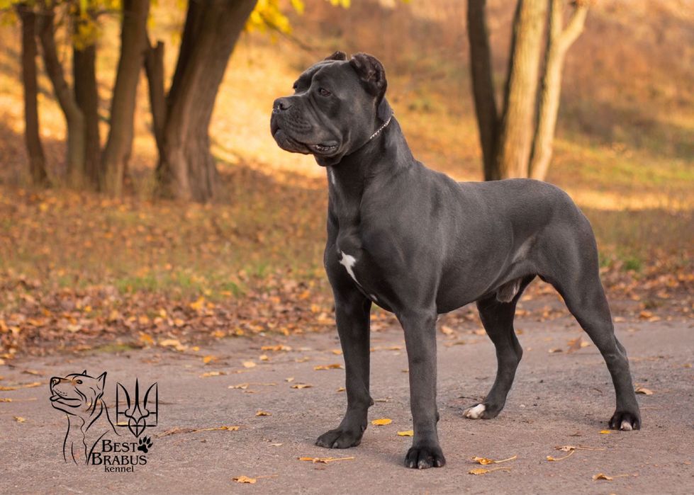 Шикарний кобель Кане корсо для  Вязки