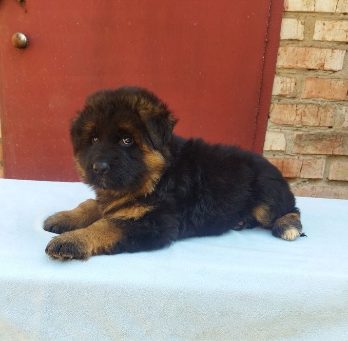 ТОП крови. Девочки Д. Ш. КСУ FCI