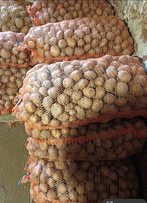 Sprzedam ziemniaki sadzeniaki odmiany Ignacy