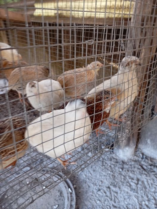 Codorniz macho à venda