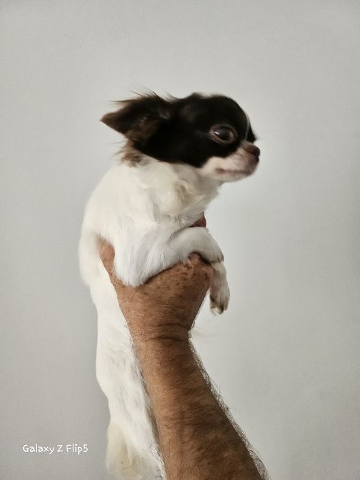 Vendo chiuaua femea