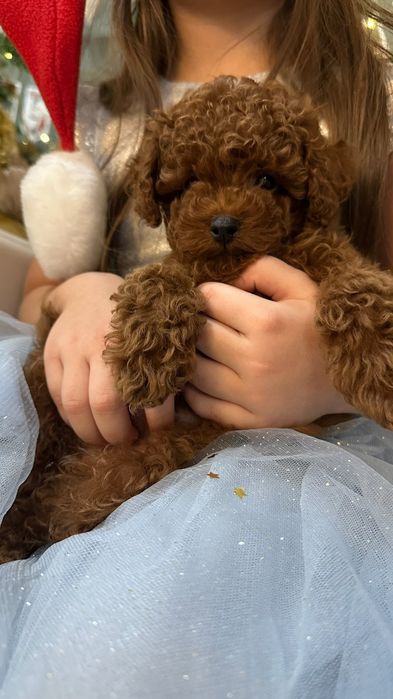 той.  пуделЬ Ред браун хлопчик,