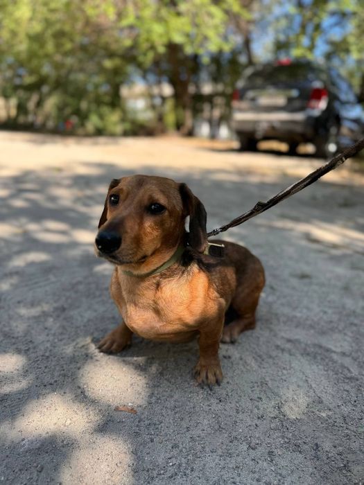 Таксёныши ищут семью