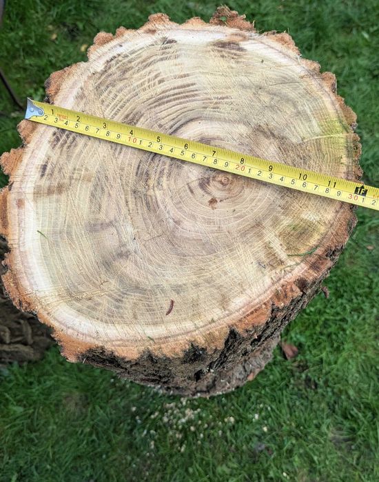 Pień akacja rubinowa 30x100