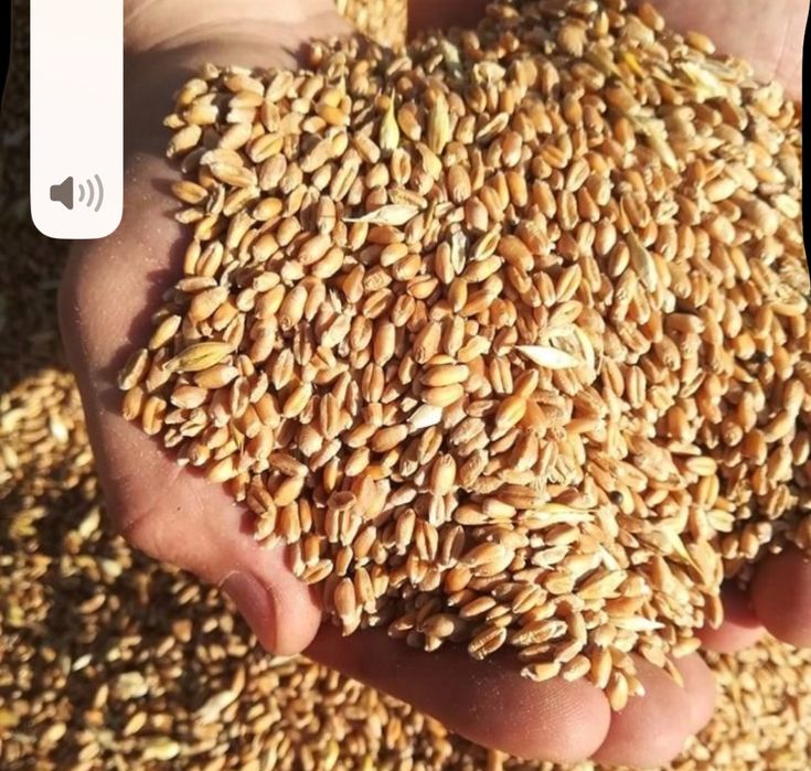 Pszenica zimowa zbior 2025