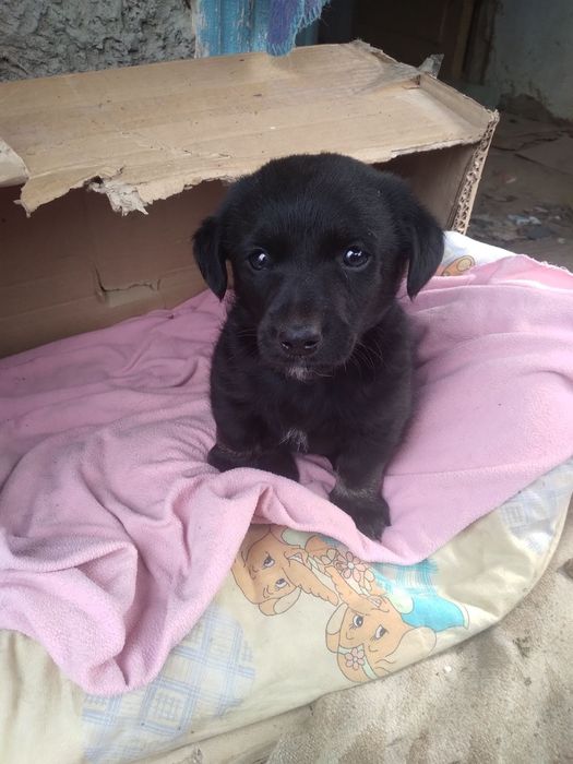 Безкоштовно цуценята