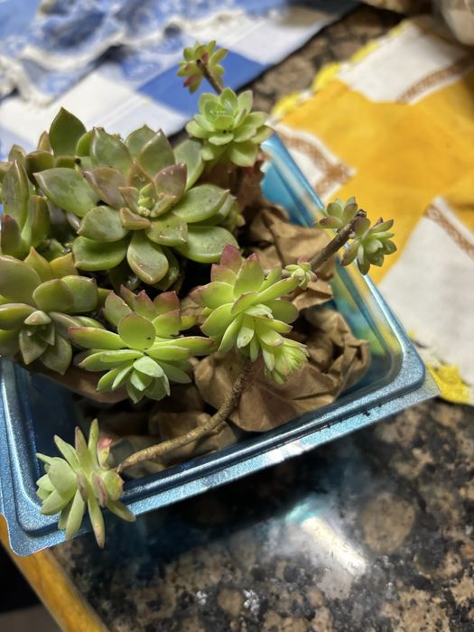 Vendo varios tipos de plantas/suculentas