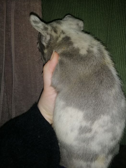 Французики Чистокровні хлопчики та дівчатка є доставка з рук в руки