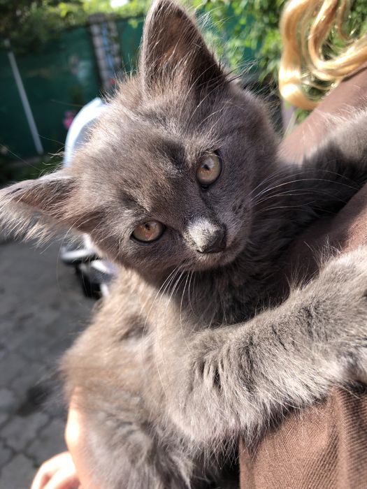 Віддам три котика 2,5 місяці
