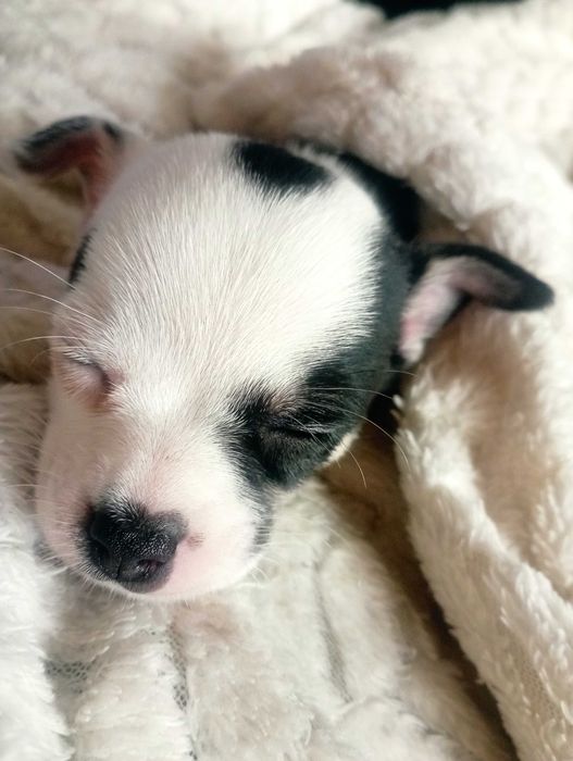 Suczka Chihuahua krótkowłosa