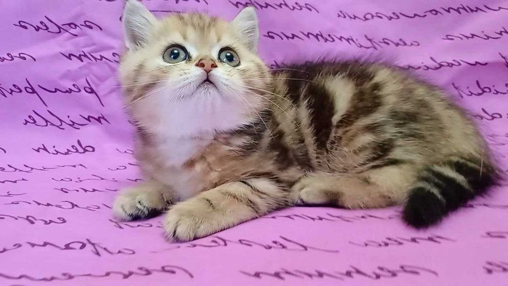 kittens. Кошенята ексклюзивні , чистокровні золоті і срібні шиншили.