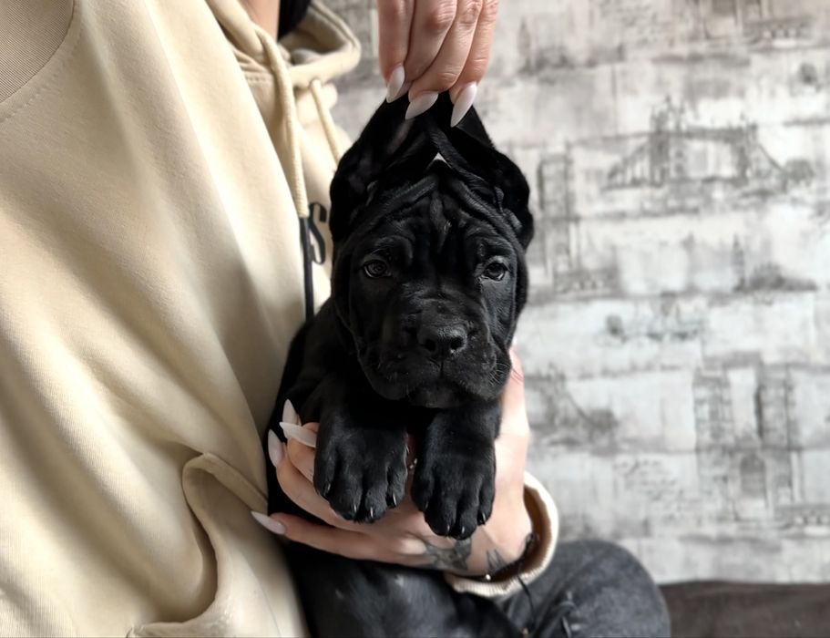 цуценята Кане Корсо чорного окрасу | КСУ (FCI) |  в пошуку родини