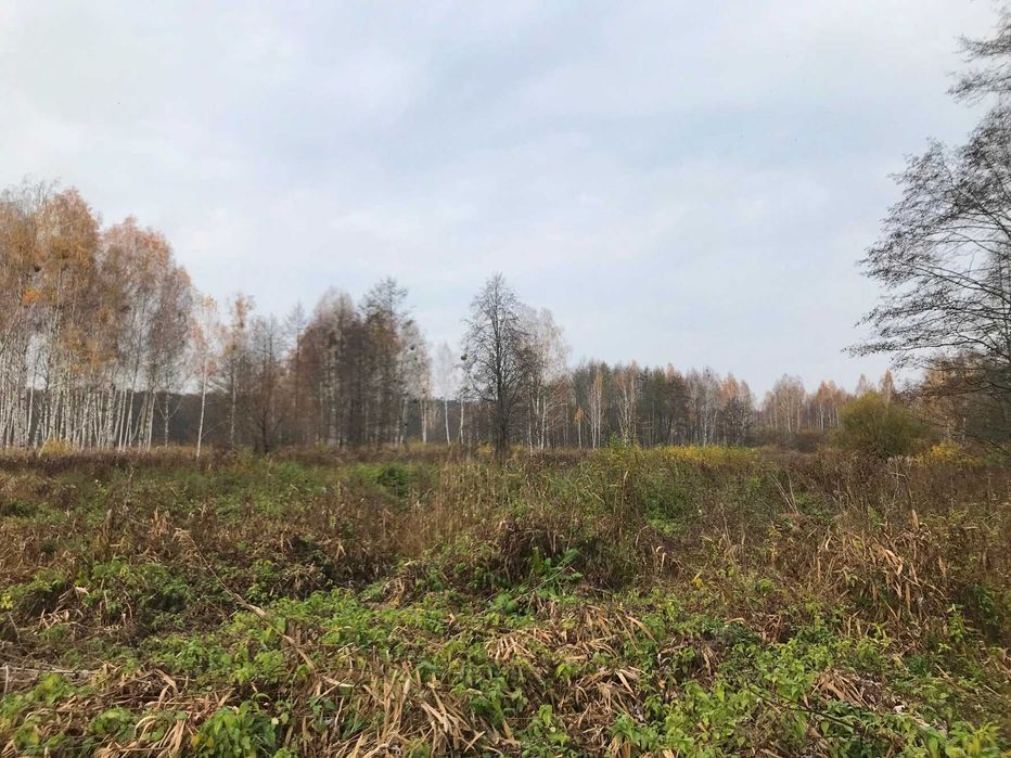 55,904 Га, с. Кодра, Макарівський р-н, Київська обл., ВЛАСНИК!!!