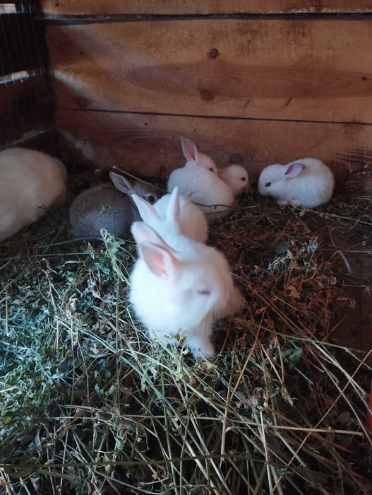 Кролі вік місяць