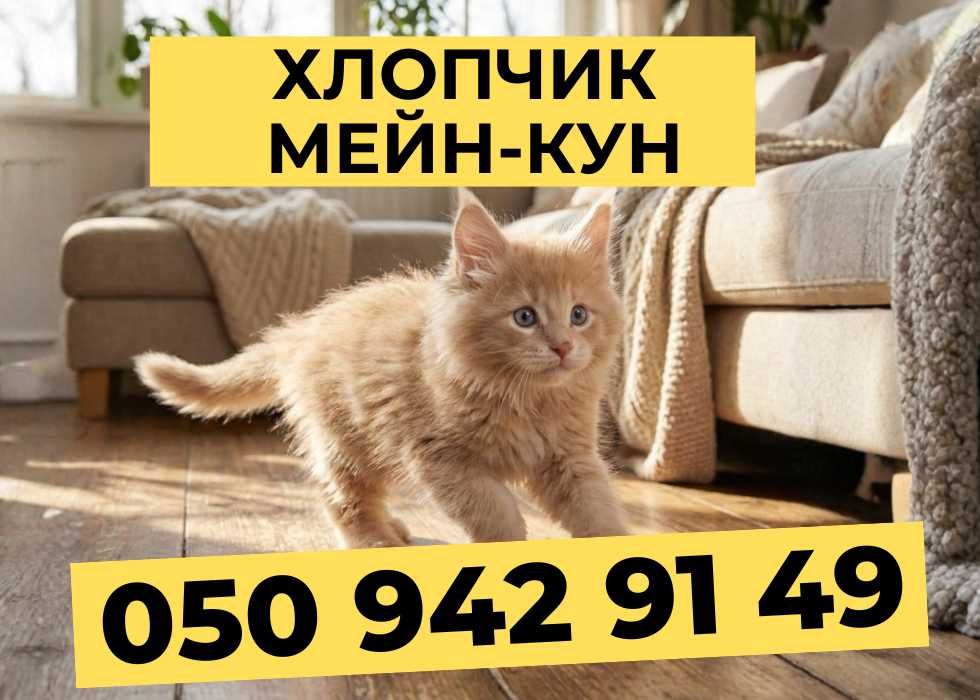 Твій Мейн-кун мрії. Хлопчик. Блакитноокий. 1.5 місяці