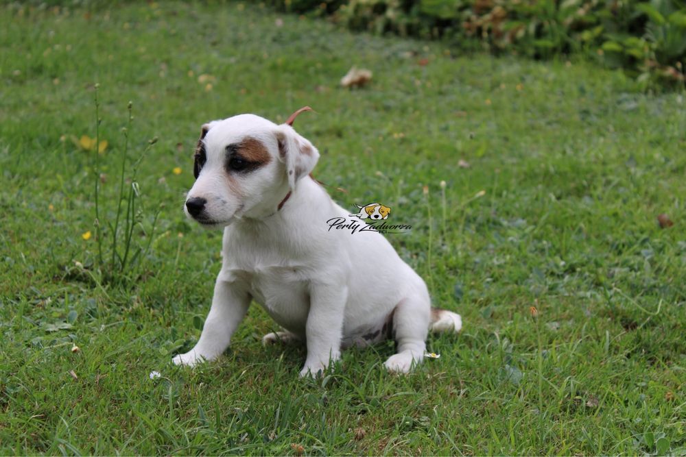 Ostatni Piesek Jack Russell Terrier ZKwP FCI